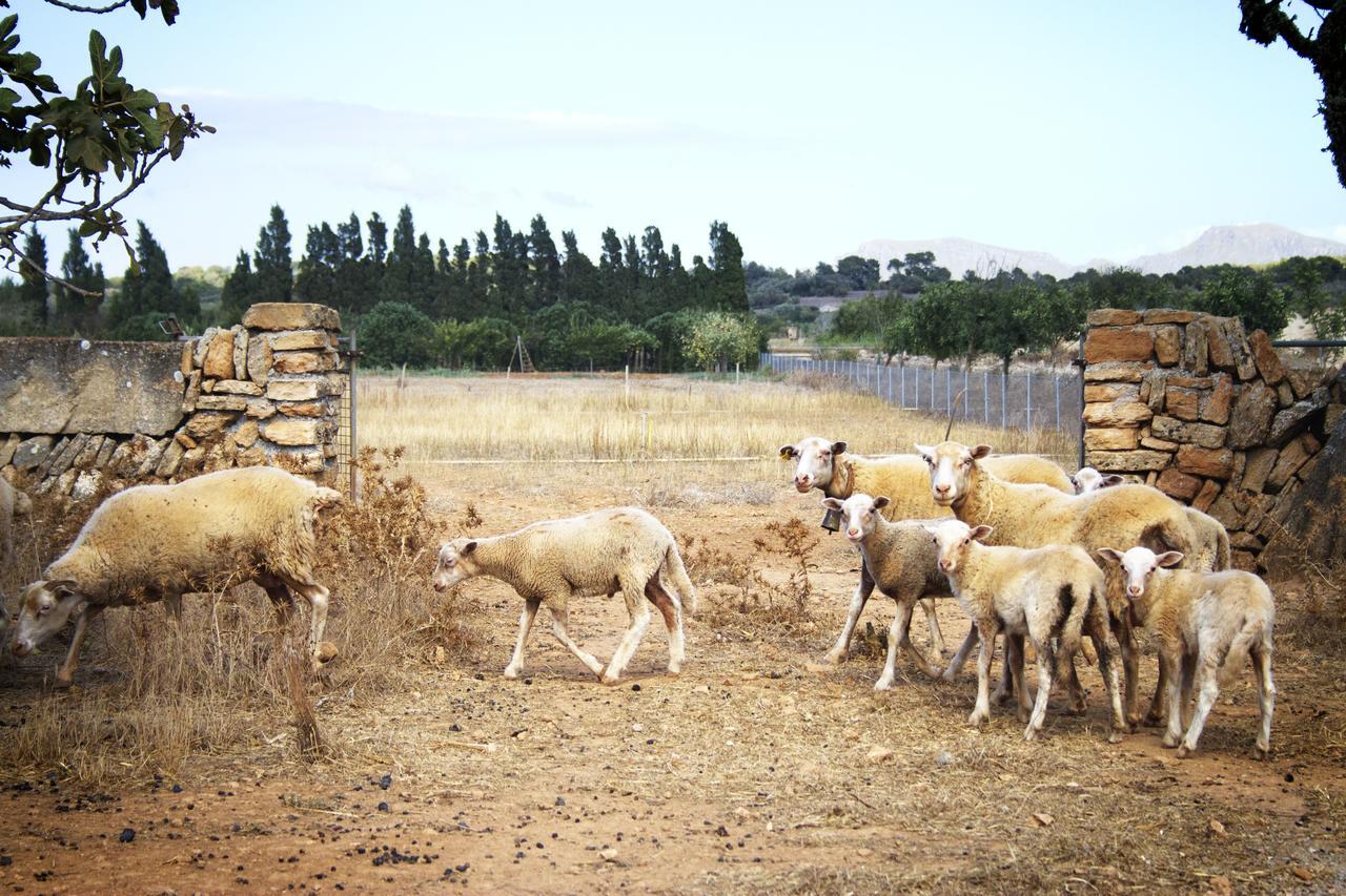 Agroturismo Can Pere Rei Сон Сера де Марина Екстериор снимка