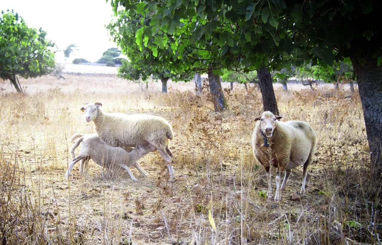 Agroturismo Can Pere Rei Сон Сера де Марина Екстериор снимка